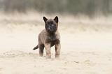 MALINOIS 622